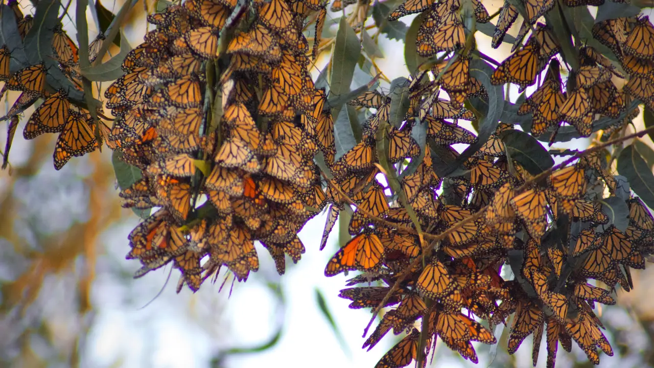 Monarch Butterfly Grove